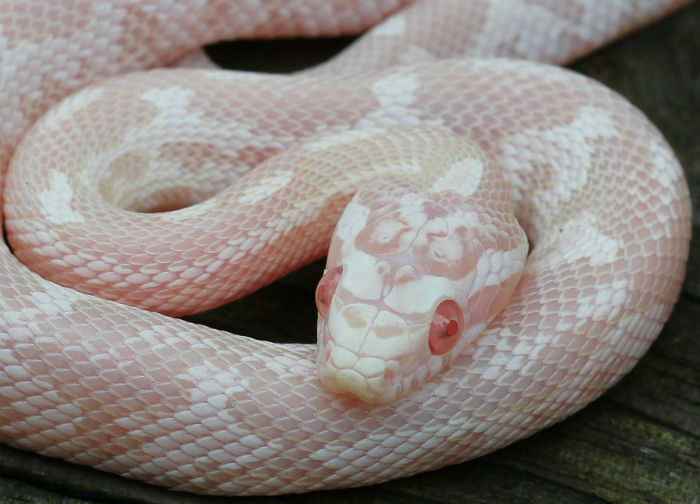 Reverse Okeetee Corn Snake